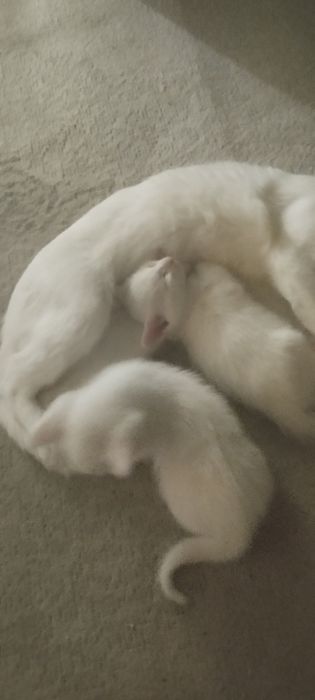 Отдам котят в добрые руки