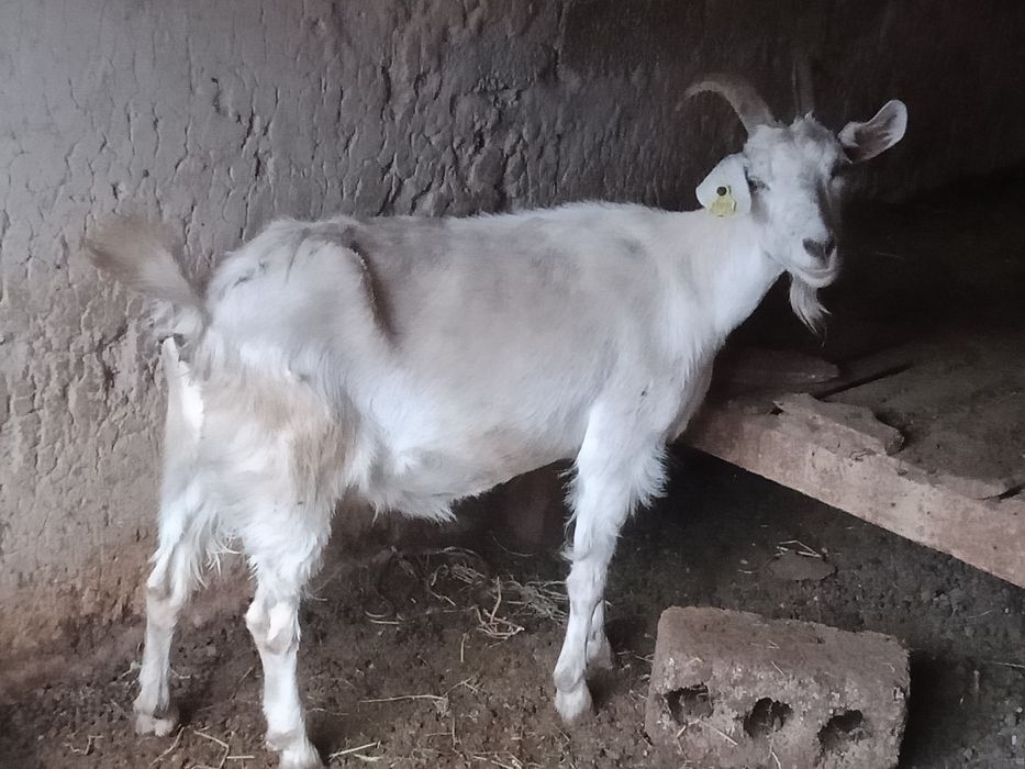 Козье козье ешкі ешкі