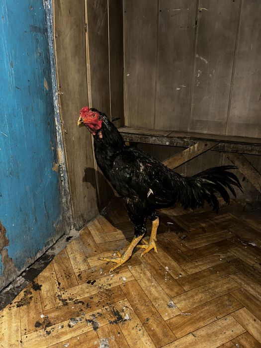 Продам 9 Даканов  2 Пацана 7 девочек