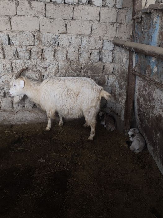 Ешкі екі лағымен