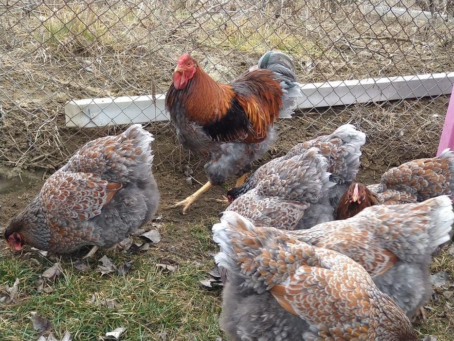 Oua incubator gaini wyandott rosu albastru