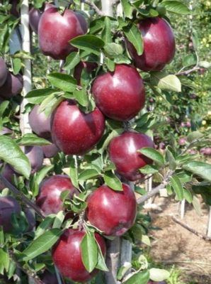 Pomi fructiferi columnari!!!