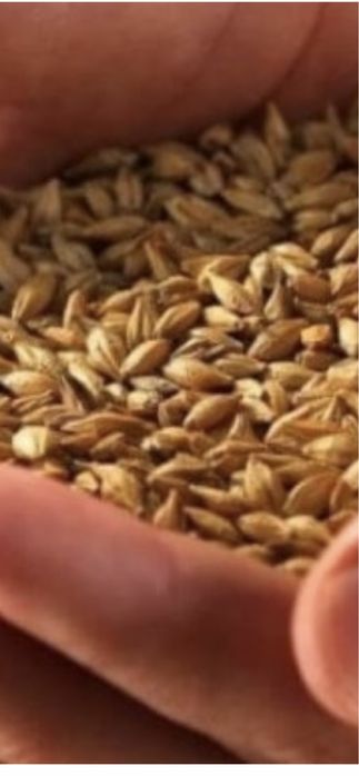 vand grau si orz- calitate foarte buna