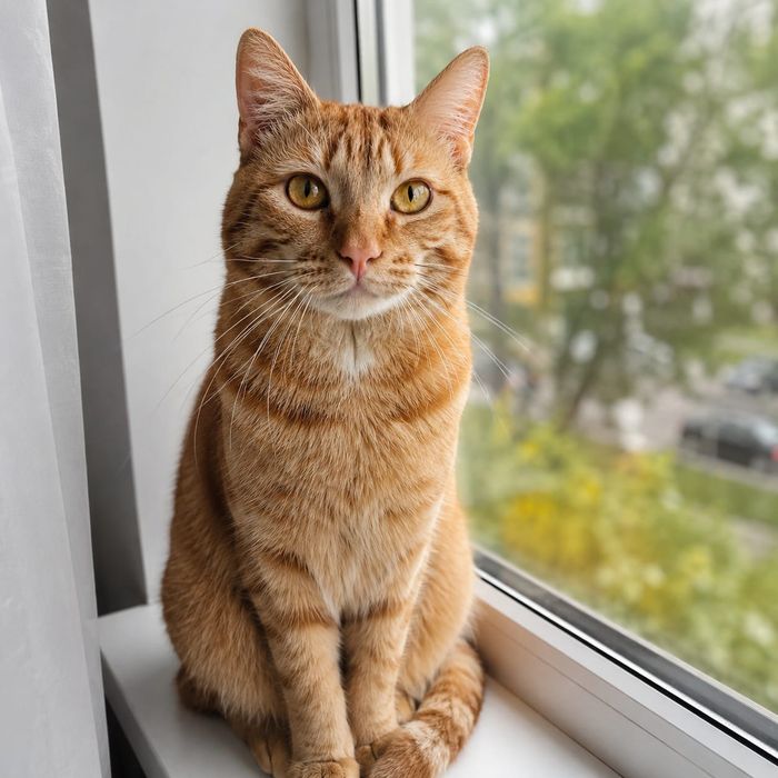 Отдам кота в добрые руки