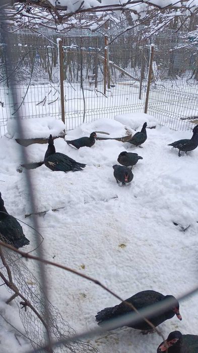 rate moscovit ciocolata ,negru salbatic