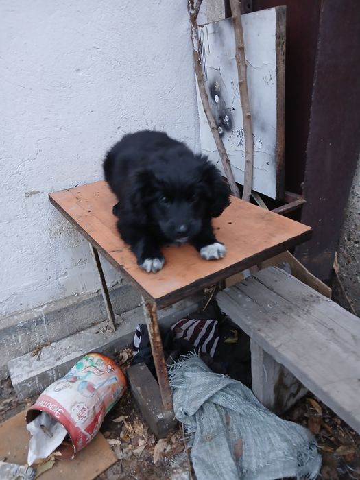 Отдам в добрые руки собачку