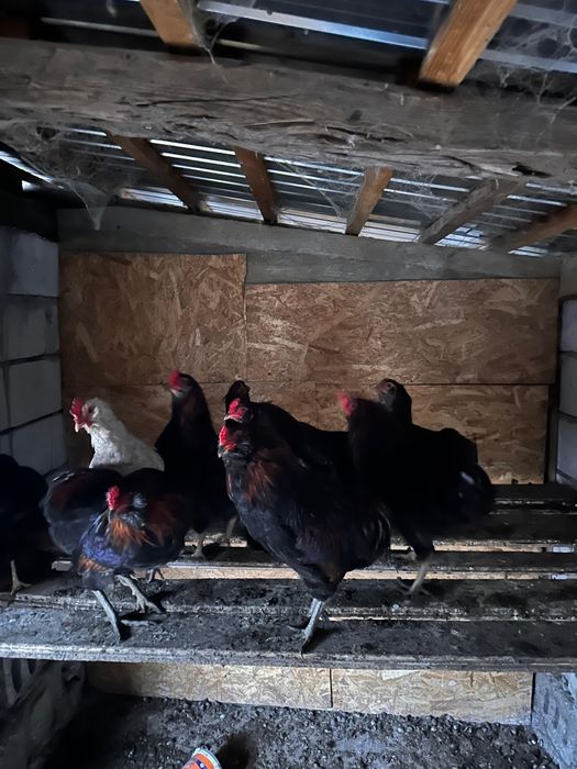 Vând cocoși araucana potârnichiu