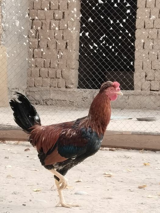 Томпақ жезөкшелермен жыныстық қатынас