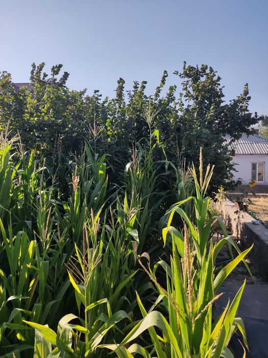 Продаëтся дом в хорошей махале