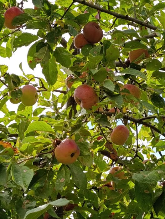 Продам дачу по 7