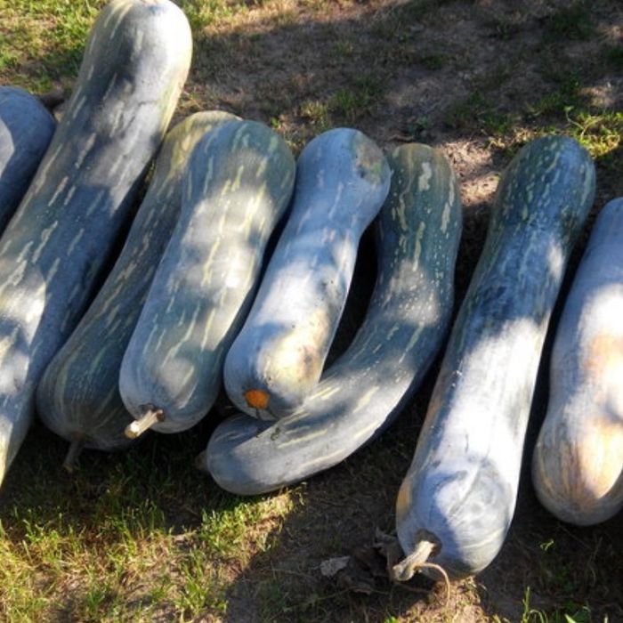 Placintar 'Lunga Piena di Napoli ' (+ 90 seminte)