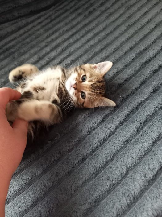 Продам котят очень красивые