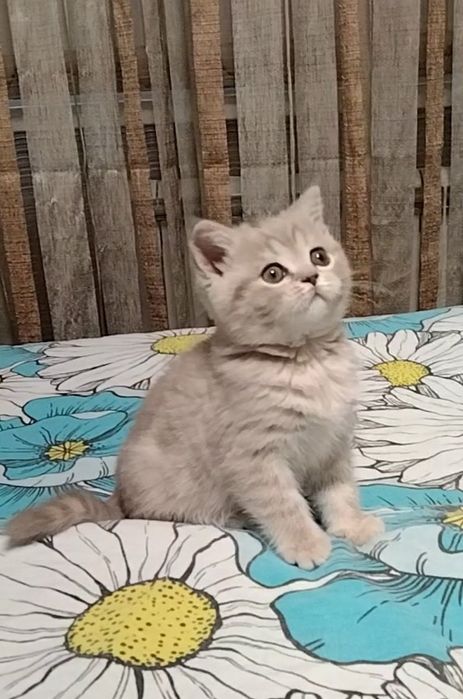 Шоу класс! Девочка.