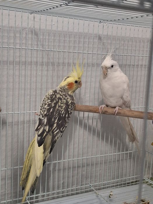 Попугай 2 Карелла + клетка