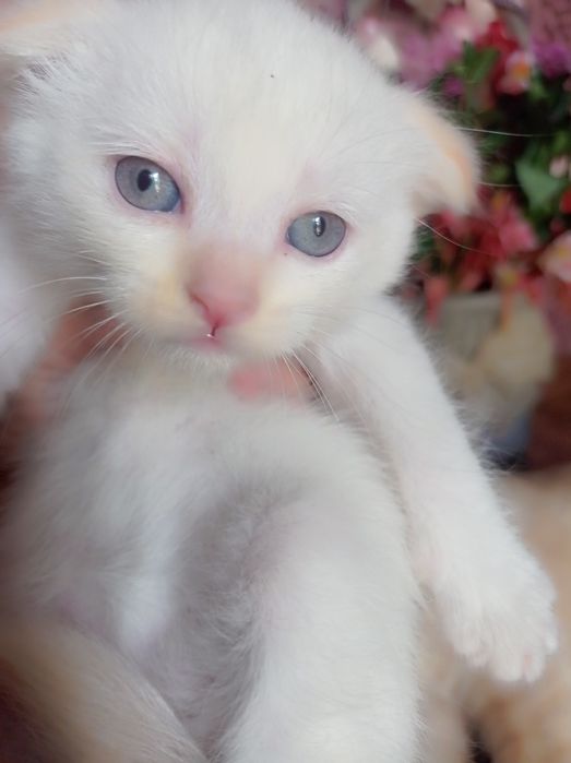 Продам породистых котят Мама:скотиф фолд Папа шотландский скотиш Страй