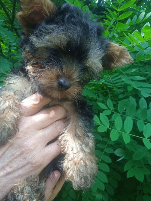 Продается породистая собака йорк