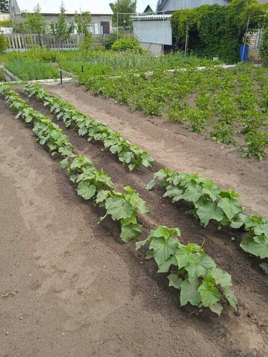 Продам дачу в СО "Геолог"