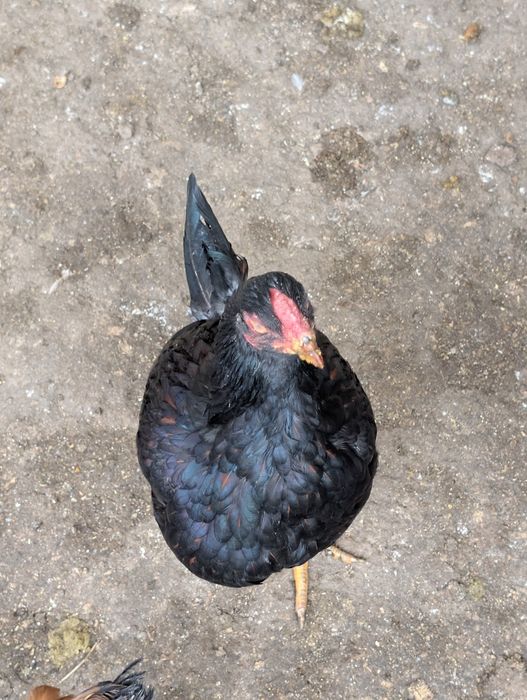 Familie găini de rasa vorverk cocosi combatant uriaș pita pinta