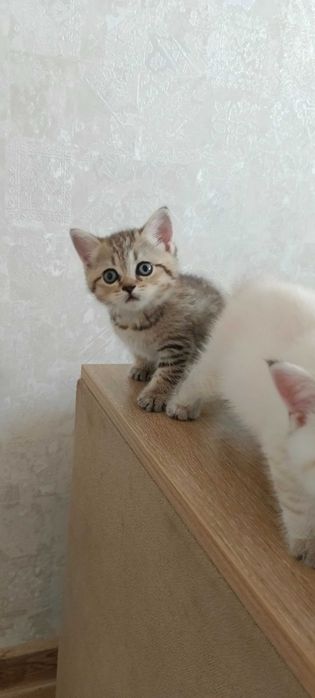 Продаются котята