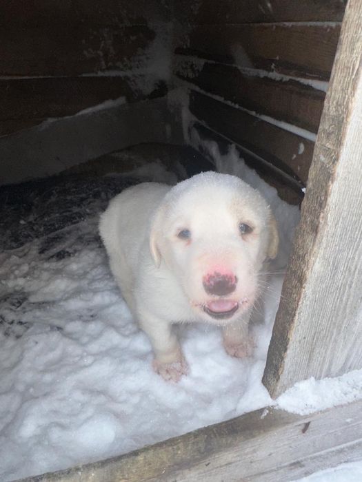 Щенки алабая