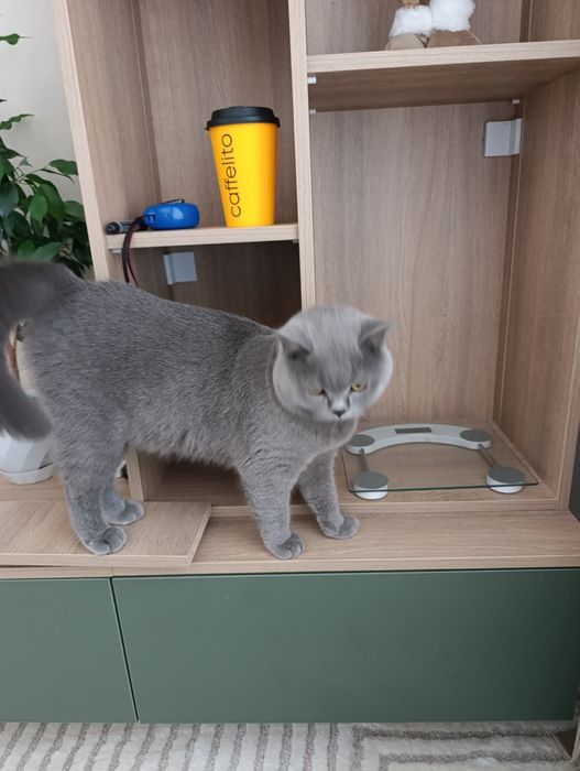 Британский кот чистокровный