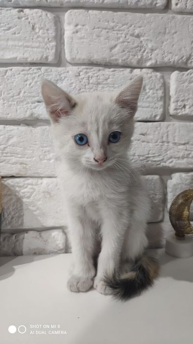 Отдам котят в хорошие руки