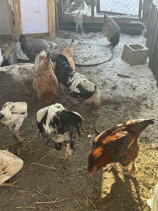 Продам 2 кур и 2 петухов