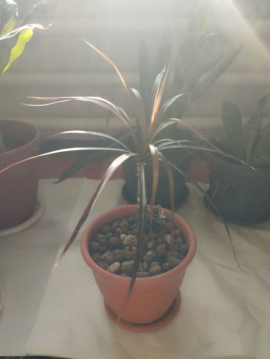 Комнатные цветы/ бөлме гүлдері