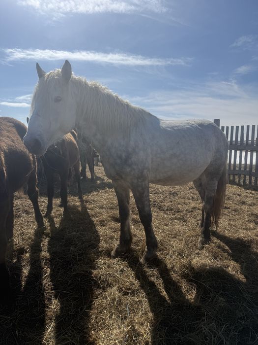 Продам жеребец на племя