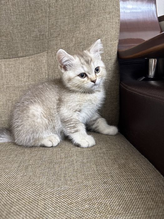 Продаю двух котят для хороших рук