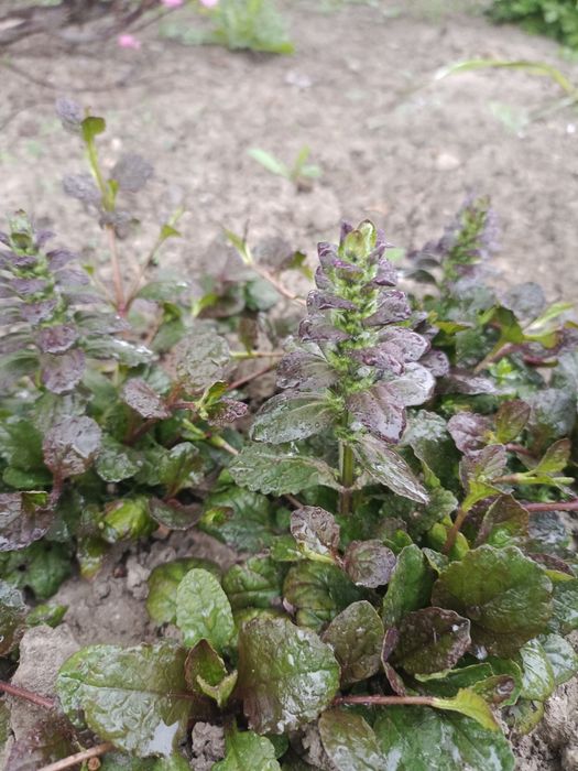 Цветы для сада Тараз