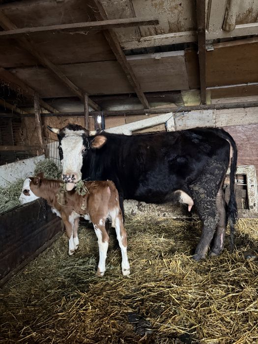 Vaca junica de lapte super blanda