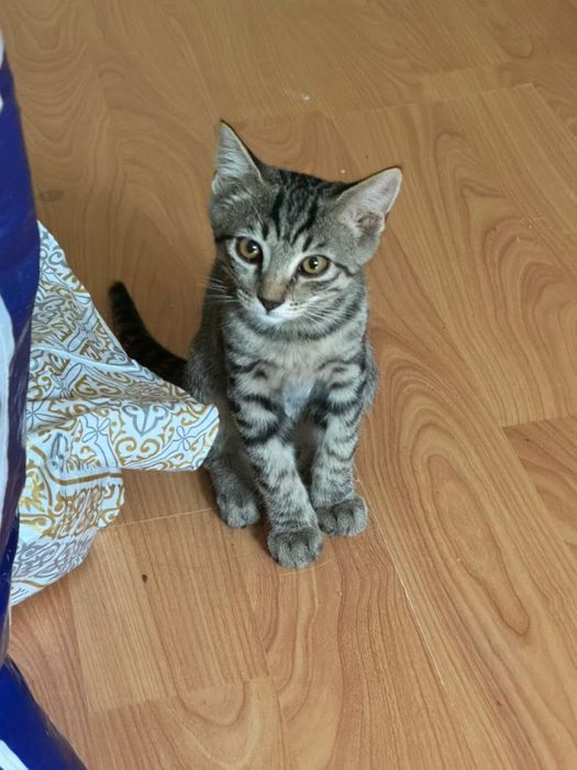 Отдадим котенка в добрые руки