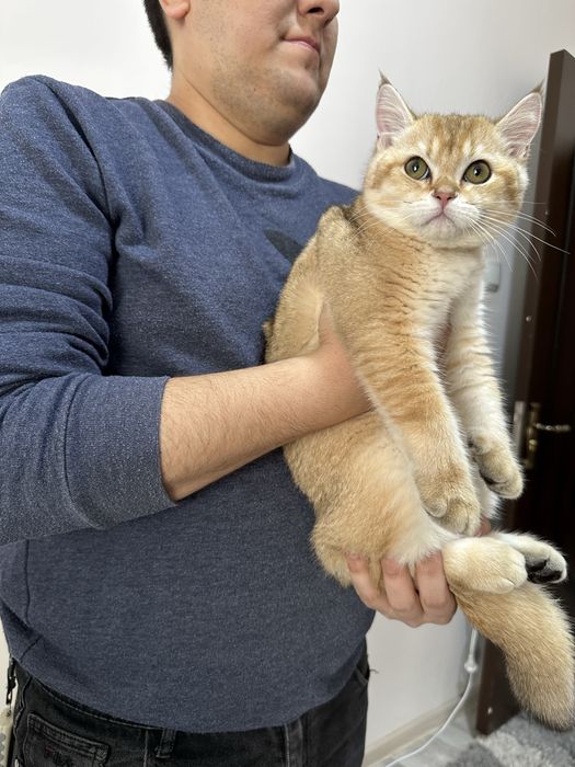 Brtanska shinshila sotlad