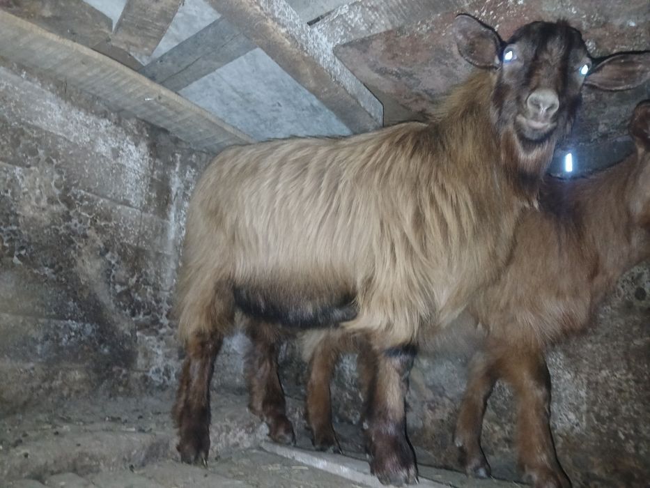 Țap de vanzare romanesc