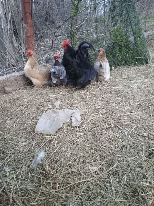 Mii de flori 2+1 și bantham 4+1