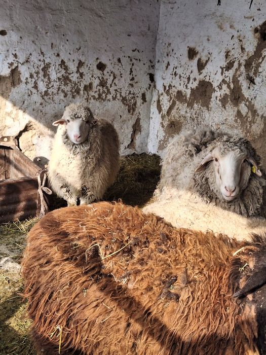 Баран баран жирный