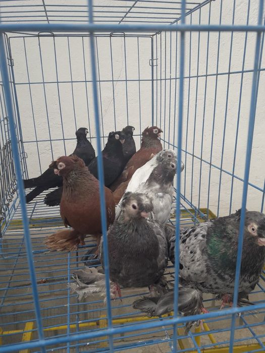 Продаются голуби