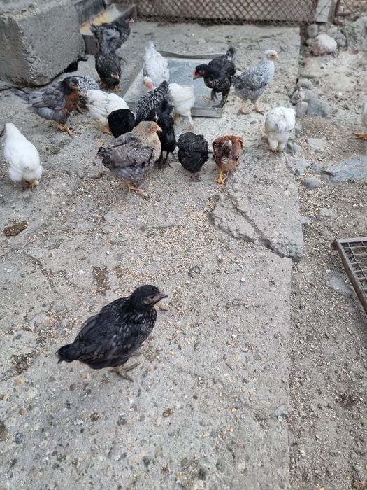 Pui de țară disponibili