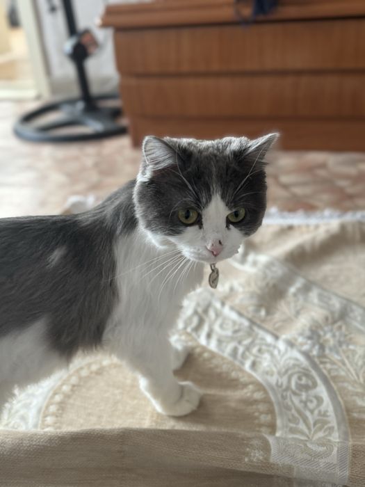 Отдам кошку в добрые руки