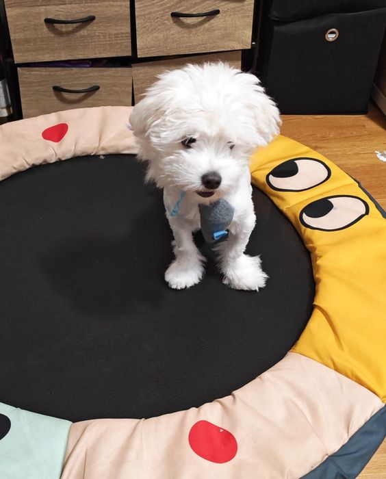 Bichon  alb 4 luni