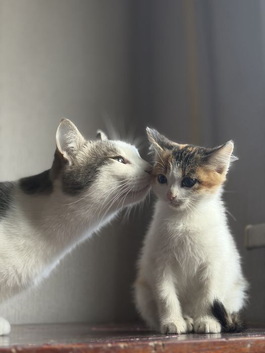 Месячный котенок ищет дом