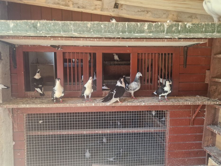 Vând porumbei jucatori