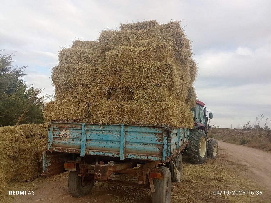 Lozer somon sotiladi pitnak da kipi 5 ming soʻm