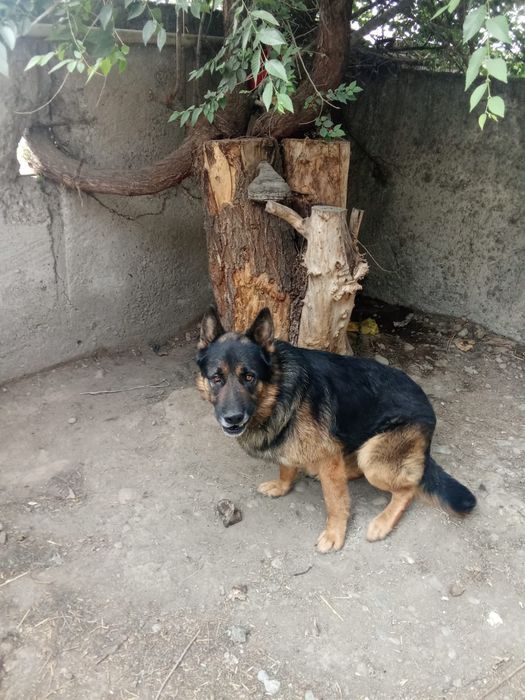 Овчарка собака немецки