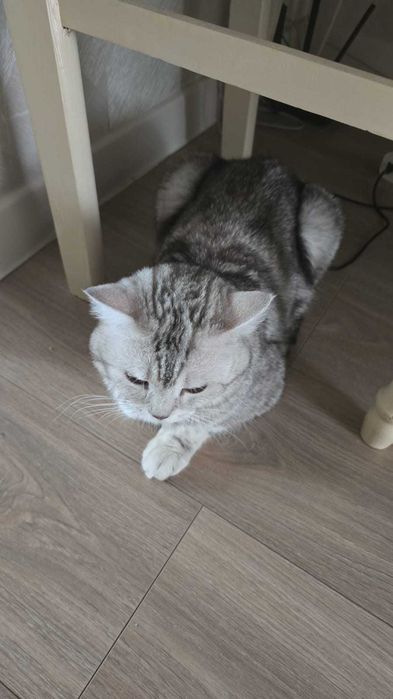 Вязка кота бесплатно