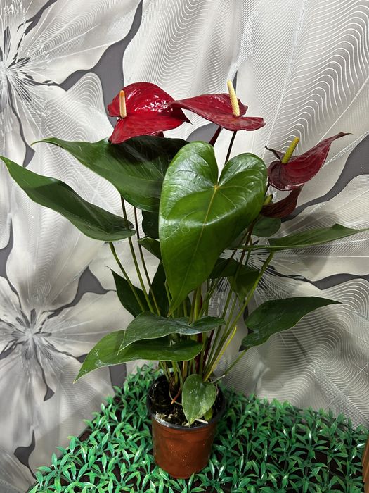 Комнатные  цветы на 8 марта