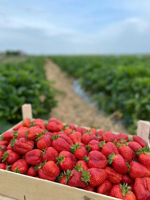 Capsuni soi remontant albion