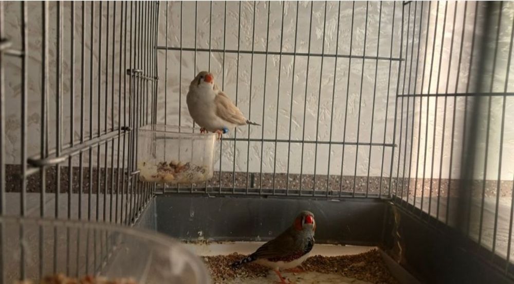 Амадина пара сотилади