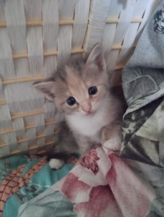 Отдам котят в добрые руки 1,5 мес